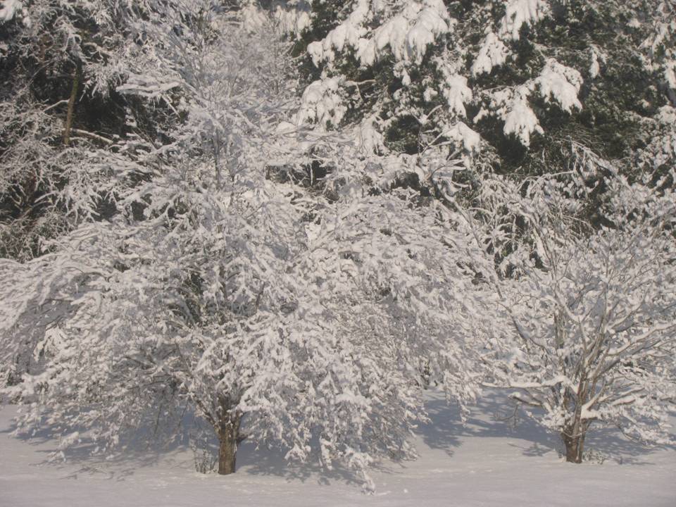 School Closure Information